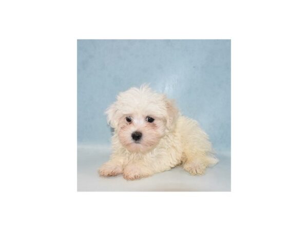 Maltese-DOG-Male-White-21972-Petland Scottsdale, Arizona