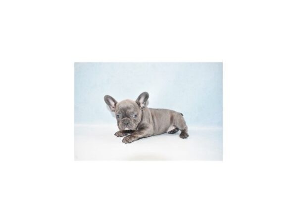 French Bulldog-DOG-Male-Blue-21970-Petland Scottsdale, Arizona