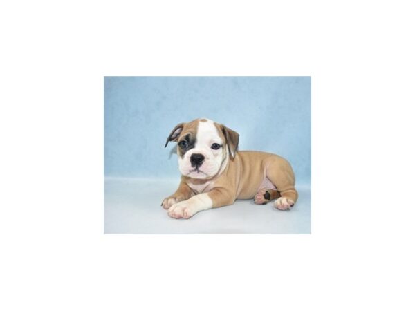 Old English Bulldog-DOG-Female-Red and White-21977-Petland Scottsdale, Arizona