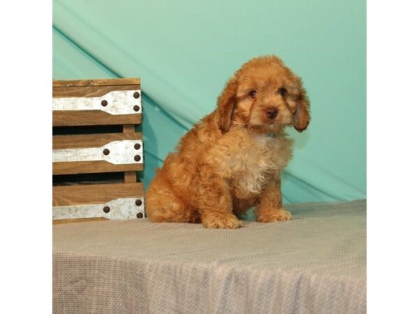 Cocker Spaniel/Poodle-DOG-Male-Red-21990-Petland Scottsdale, Arizona