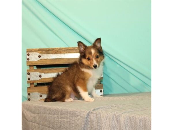 Shetland Sheepdog-DOG-Male-Sable / White-21984-Petland Scottsdale, Arizona