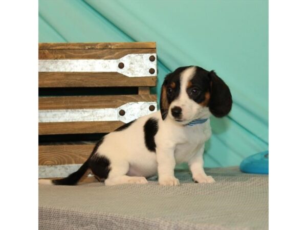 Dachshund-DOG-Female-Black / Tan-21982-Petland Scottsdale, Arizona