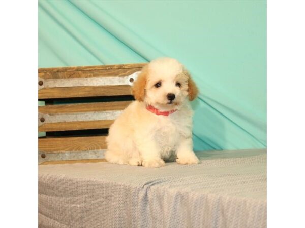 Bichon Frise/Poodle-DOG-Female-White / Apricot-21989-Petland Scottsdale, Arizona