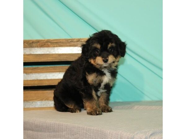 Australian Shepherd/Poodle-DOG-Female-Black / Tan-21991-Petland Scottsdale, Arizona