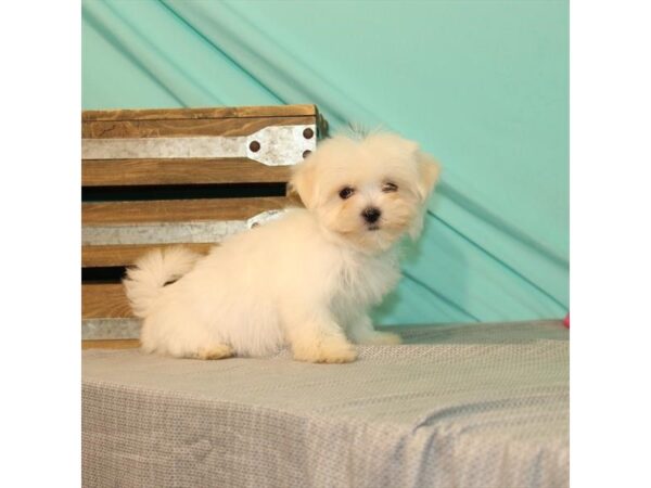 Maltese-DOG-Female-White-21983-Petland Scottsdale, Arizona