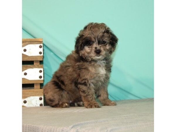 American Eskimo/Poodle-DOG-Female-Blue Merle-21988-Petland Scottsdale, Arizona