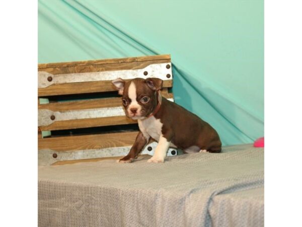 Boston Terrier-DOG-Male-Seal-21981-Petland Scottsdale, Arizona