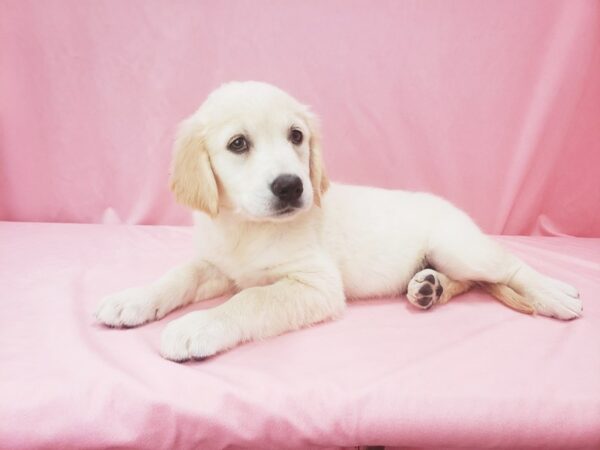 English Cream Golden Retriever-DOG-Female-GOLDEN-21993-Petland Scottsdale, Arizona
