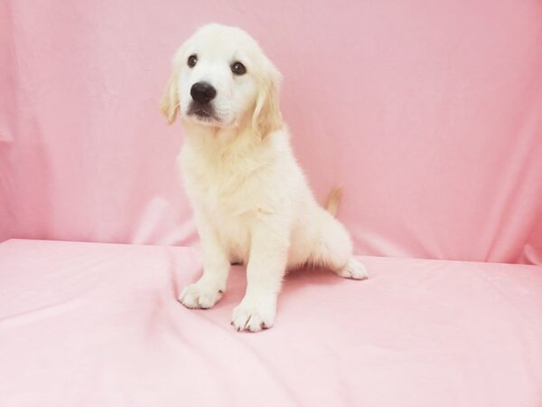 English Cream Golden Retriever-DOG-Male-GOLDEN-21992-Petland Scottsdale, Arizona