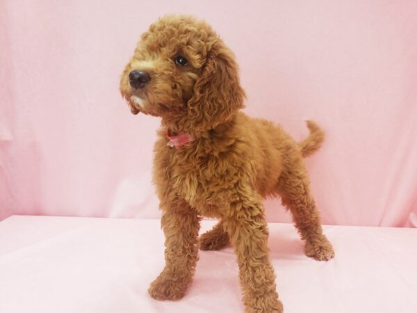 F1B Goldendoodle-DOG-Female-GOLDEN-21995-Petland Scottsdale, Arizona