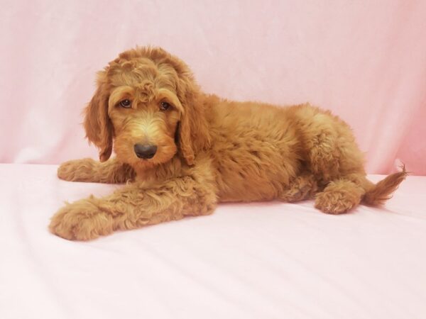 F1B Goldendoodle-DOG-Male-GOLDEN-21994-Petland Scottsdale, Arizona