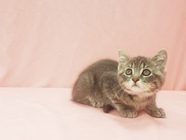 Domestic Cat-CAT-Male-Gray-21987-Petland Scottsdale, Arizona