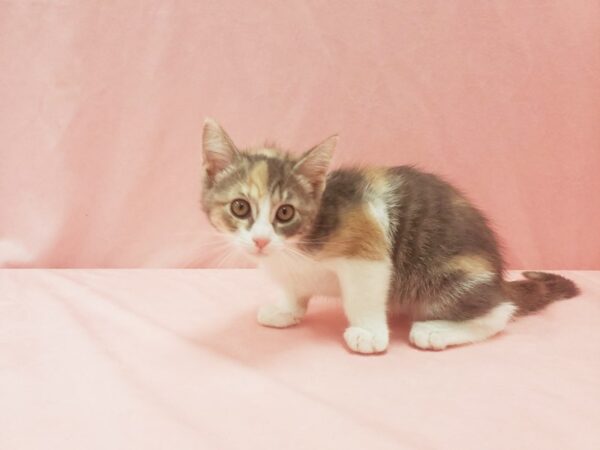 Domestic Cat-CAT-Female-Calico-21986-Petland Scottsdale, Arizona