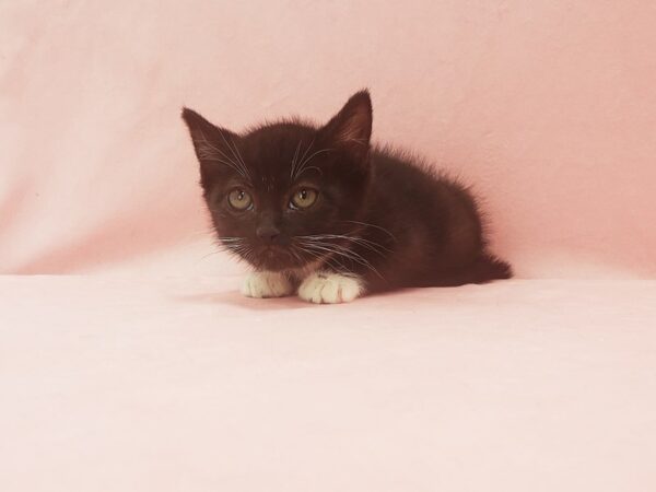Domestic Cat-CAT-Female-Black-21917-Petland Scottsdale, Arizona
