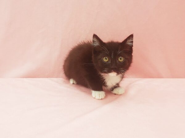 Domestic Cat-CAT-Female-Black-21915-Petland Scottsdale, Arizona