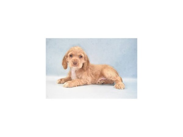 Cocker Spaniel-DOG-Male-Buff-21999-Petland Scottsdale, Arizona
