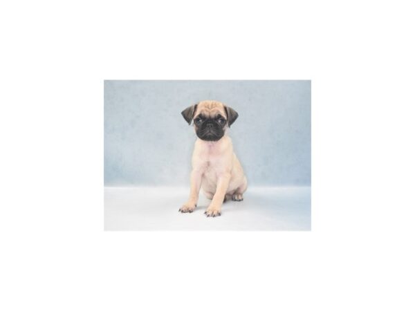Pug-DOG-Female-Fawn-22000-Petland Scottsdale, Arizona