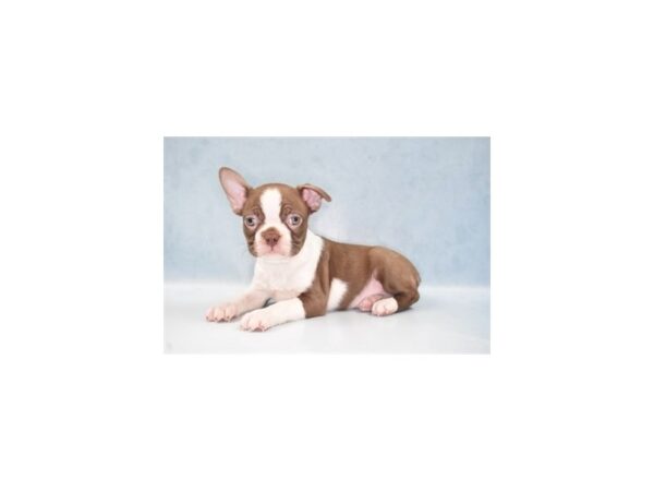 Boston Terrier-DOG-Male-Seal and White-21997-Petland Scottsdale, Arizona