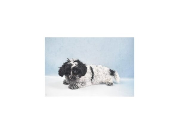 Coton De Tulear-DOG-Male-Black-22002-Petland Scottsdale, Arizona