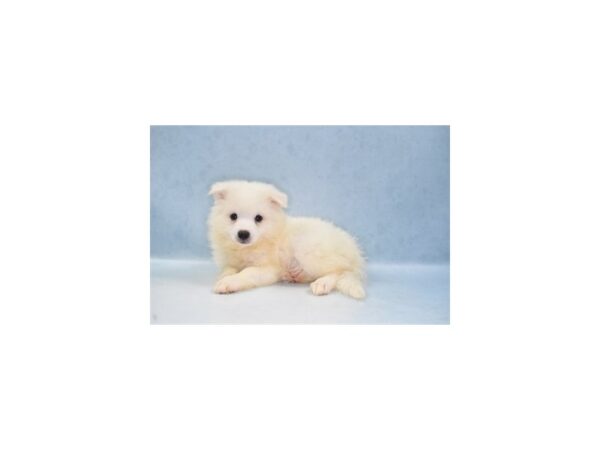 American Eskimo Dog-DOG-Male-White-21996-Petland Scottsdale, Arizona