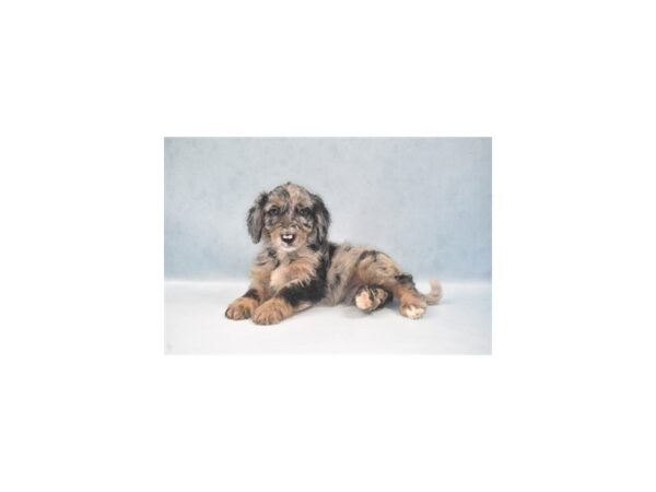 F1 Mini Golden Doodle-DOG-Male-Merle-22004-Petland Scottsdale, Arizona
