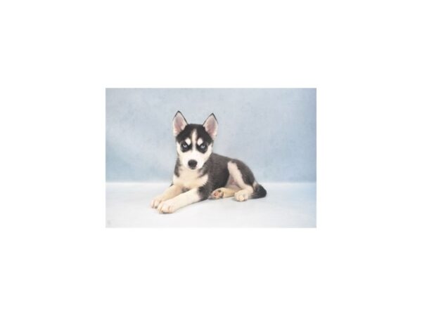 Siberian Husky-DOG-Female-Black and White-22001-Petland Scottsdale, Arizona