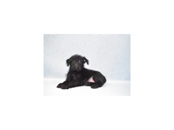 Lhasa mix-DOG-Female-Black-22003-Petland Scottsdale, Arizona