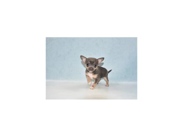 Chihuahua-DOG-Female-Blue and Tan-21998-Petland Scottsdale, Arizona