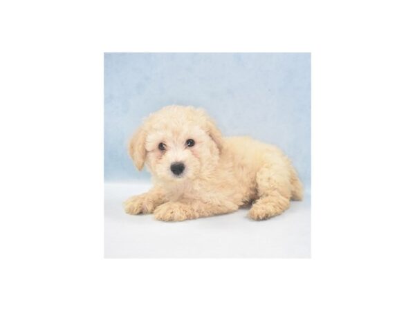 Shih Tzu/Poodle-DOG-Male-Cream-22005-Petland Scottsdale, Arizona