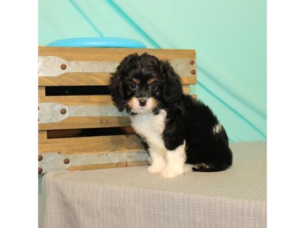 Cavalier King Charles Spaniel/Poodle-DOG-Male-Black White / Tan-22023-Petland Scottsdale, Arizona