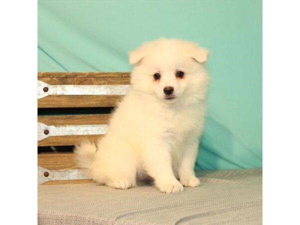 American Eskimo Dog-DOG-Female-White-22006-Petland Scottsdale, Arizona