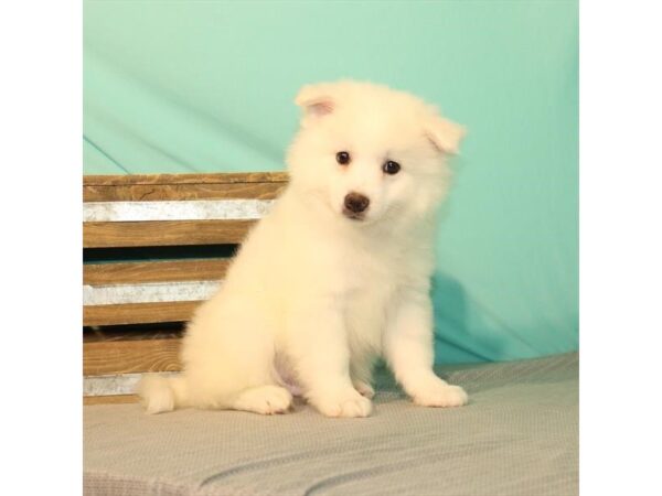 American Eskimo Dog-DOG-Male-White-22007-Petland Scottsdale, Arizona