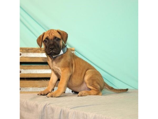 Bullmastiff-DOG-Female-Fawn-22021-Petland Scottsdale, Arizona
