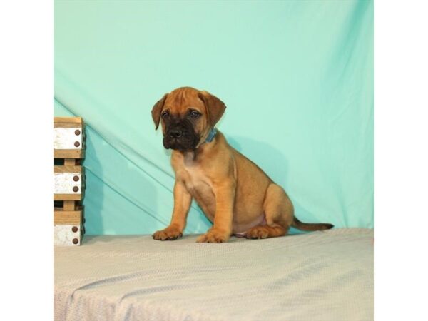 Bullmastiff-DOG-Male-Fawn-22022-Petland Scottsdale, Arizona