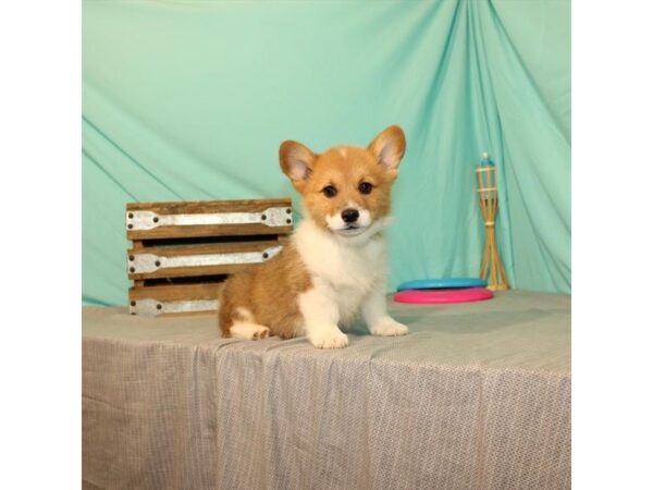 Pembroke Welsh Corgi-DOG-Male-Red-22013-Petland Scottsdale, Arizona