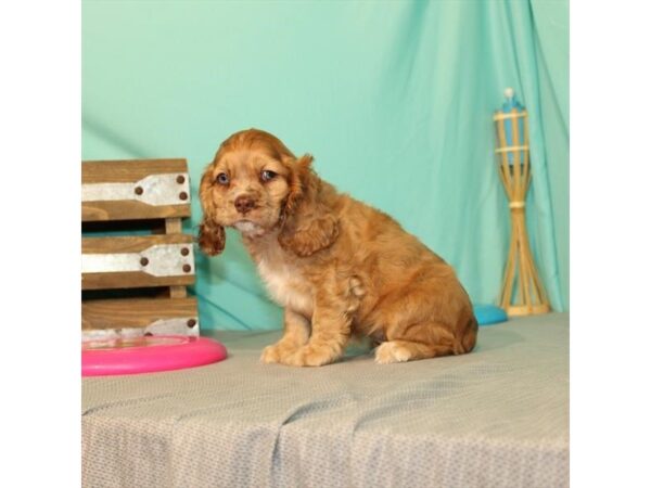 Cocker Spaniel-DOG-Female-Red Roan-22012-Petland Scottsdale, Arizona