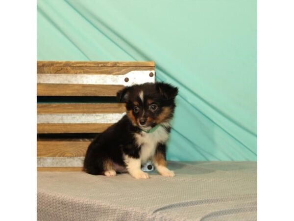 Australian Shepherd/Miniature Australian Shepherd-DOG-Female-Black-22009-Petland Scottsdale, Arizona