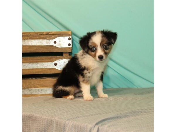 Australian Shepherd/Miniature Australian Shepherd-DOG-Female-Blue Merle-22010-Petland Scottsdale, Arizona