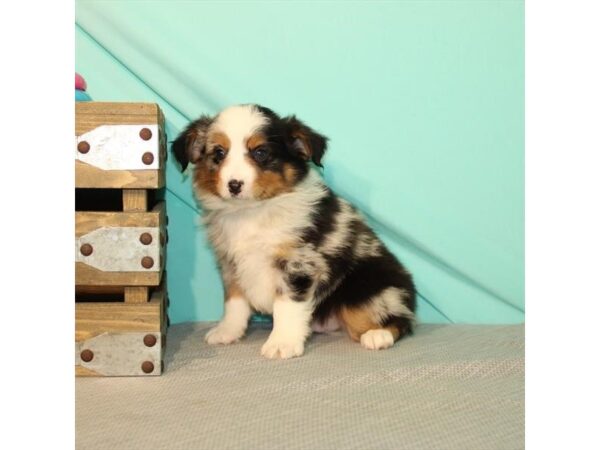 Miniature Australian Shepherd-DOG-Male-Blue Merle-22011-Petland Scottsdale, Arizona