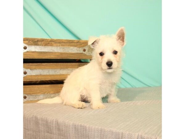 West Highland White Terrier-DOG-Female-White-22014-Petland Scottsdale, Arizona