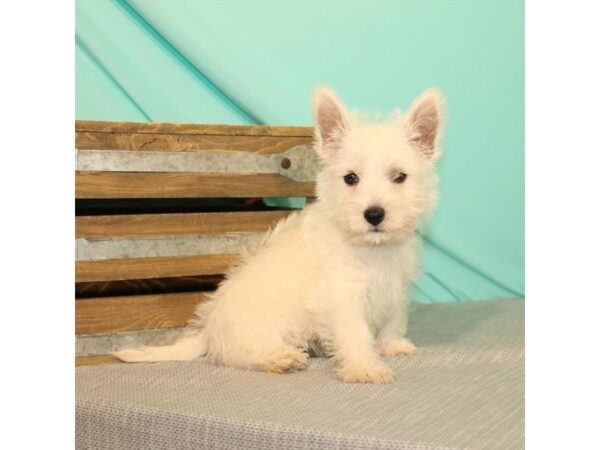 West Highland White Terrier-DOG-Male-White-22015-Petland Scottsdale, Arizona