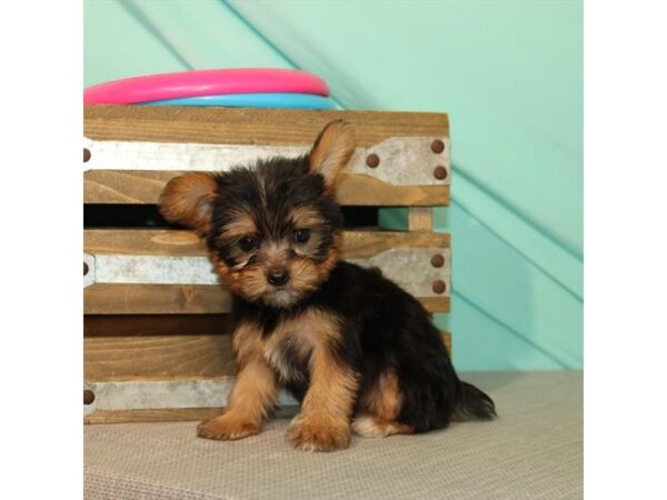 Shih Tzu/Yorkshire Terrier-DOG-Female-Black / Tan-22024-Petland Scottsdale, Arizona