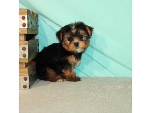 Shih Tzu/Yorkshire Terrier-DOG-Male-Black / Tan-22025-Petland Scottsdale, Arizona
