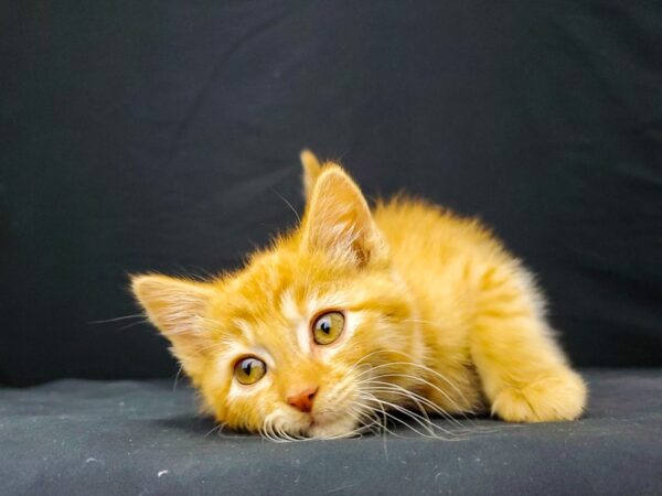 Domestic Cat-CAT-Female-Yellow-22016-Petland Scottsdale, Arizona