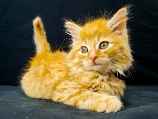 Domestic Cat-CAT-Female-Yellow-22018-Petland Scottsdale, Arizona