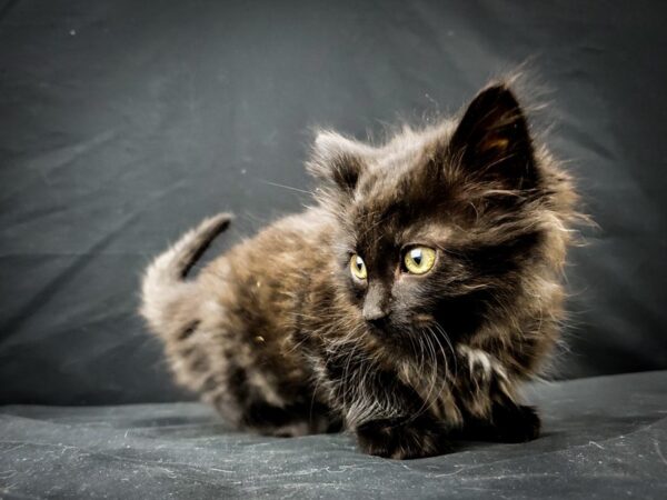 Domestic Cat-CAT-Male-Black Smoke-22020-Petland Scottsdale, Arizona