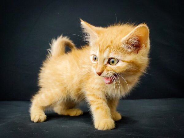 Domestic Cat-CAT-Female-Yellow-22017-Petland Scottsdale, Arizona