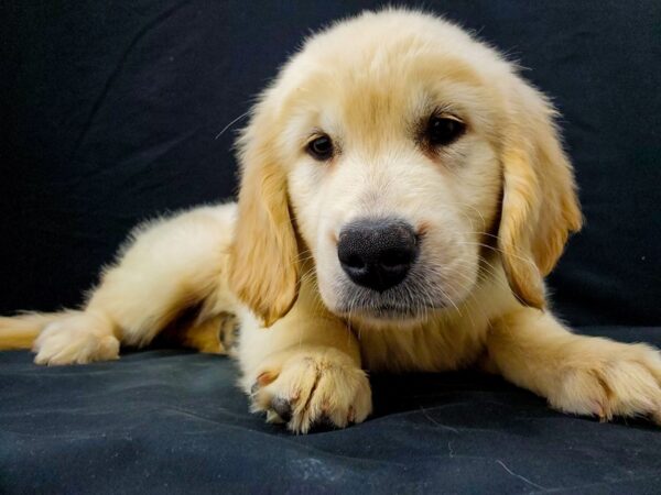 Golden Retriever DOG Female Golden 22027 Petland Scottsdale, Arizona