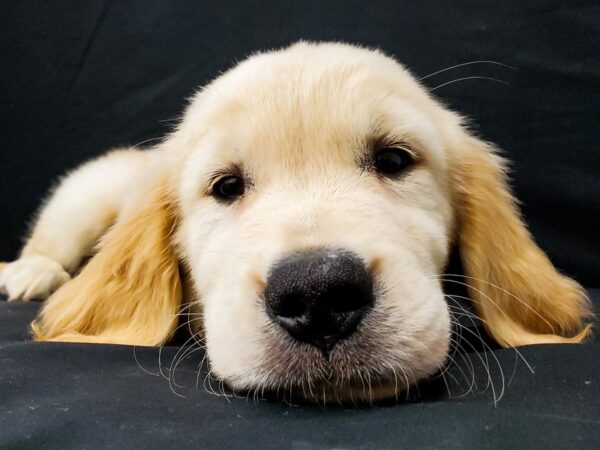 Golden Retriever-DOG-Male--22026-Petland Scottsdale, Arizona