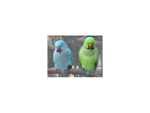 Green Indian Ringneck Parakeet-BIRD-Male--18-Petland Scottsdale, Arizona